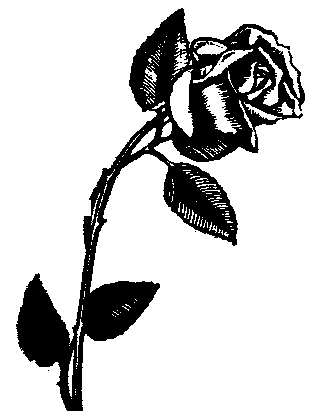 Black_Rose_Image